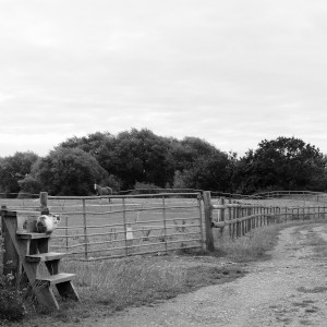 A dirt footpath bordered by a field. A horse stands in the background in the field. In the forground a cat rests on wooden steps.