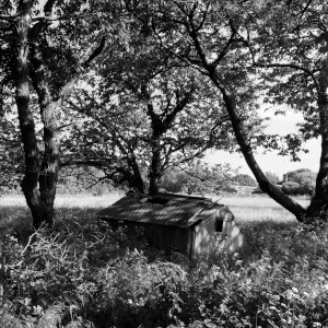 A small shed sits disused and in disrepair in long grass under the shade of trees.