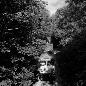 A train makes its way on a single track between very leafy trees.