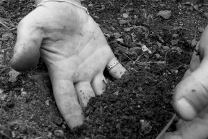 A vertical black and white photograph of my hands in soil.