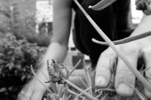 A horizontal black and white photograph of a lavender flower. Out of focus are my hands. One is reaching out to the flower, another further back in the dirt of the ground.
